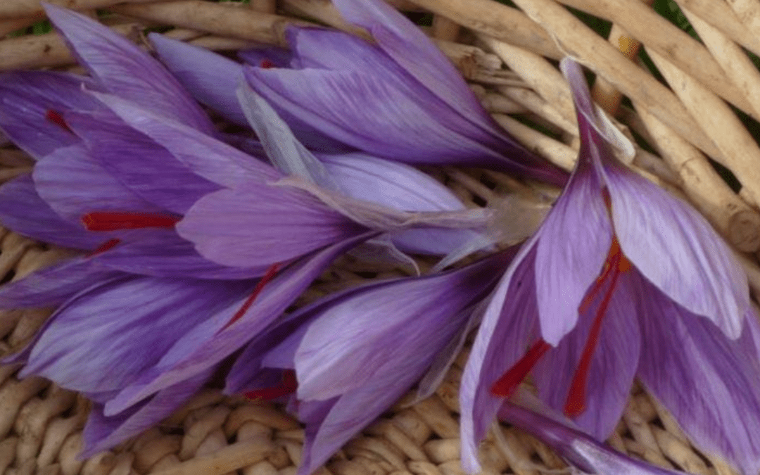 Le Safran, la fleur aux trois couleurs
